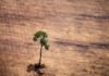 Deforestation: Tropical tree losses persist at high levels
