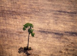 Deforestation: Tropical tree losses persist at high levels
