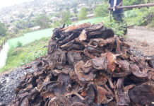 Liberia’s FDA burns huge bush meats