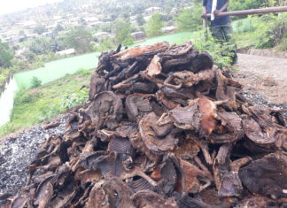 Liberia’s FDA burns huge bush meats