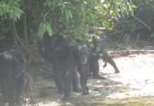 Liberia and Côte d’Ivoire tighten Law on Natural Resources Management
