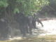Liberia and Côte d’Ivoire tighten Law on Natural Resources Management