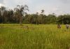 Liberia Agriculture Minister  says ‘No Mechanism’ for Productivity as rice production remains the lowest