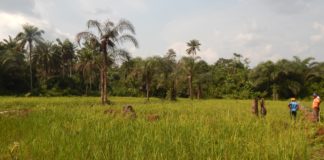 Liberia: Agriculture ministry to hold first  ever agriculture  fair