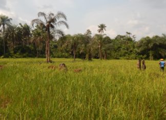 FUN wants 10% Of national budget for agriculture development