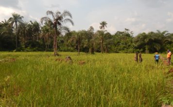 Liberia: Agriculture ministry to hold first ever agriculture fair