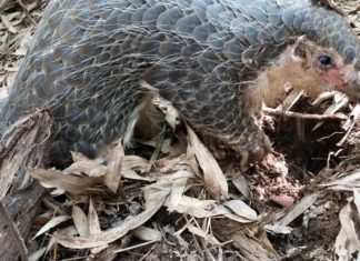 Internews’ Earth Journalism Network launches Pangolin Project, “Protect Our Species,