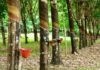 COVID-19: Firestone Liberia Extends Suspension On Rubber Purchase in Liberia Firestone Rubber plantation