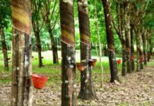 COVID-19: Firestone Liberia Extends Suspension On Rubber Purchase in Liberia Firestone Rubber plantation