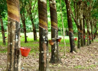 COVID-19: Firestone Liberia Extends Suspension On Rubber Purchase in Liberia Firestone Rubber plantation