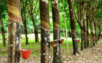 COVID-19: Firestone Liberia Extends Suspension On Rubber Purchase in Liberia Firestone Rubber plantation