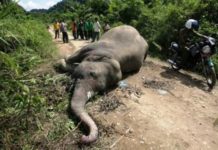 Liberia: FDA Apprehends Elephants Killer