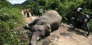 Two alleged Elephant killers arrested In Lofa County