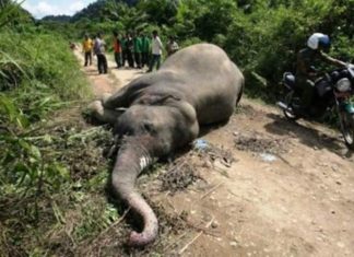 Two alleged Elephant killers arrested In Lofa County