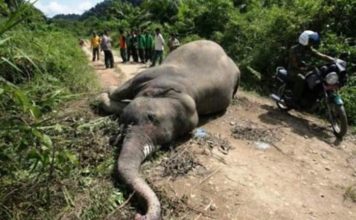 Liberia: FDA Apprehends Elephants Killer
