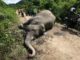Liberia: FDA Apprehends Elephants Killer