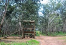 Firestone Wants Exclusive Rubber Production Right in Liberia