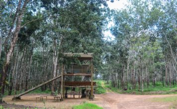 Firestone Wants Exclusive Rubber Production Right in Liberia