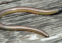 ‘Snake bite’ kills eminent Nimba County Chief