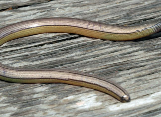 ‘Snake bite’ kills eminent Nimba County Chief