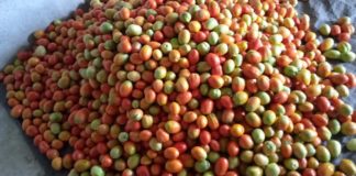 Young Agriculturist encourages Liberians to invest in the soil