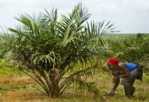 Amid economic hardship, Sime Darby layoffs 300 employees