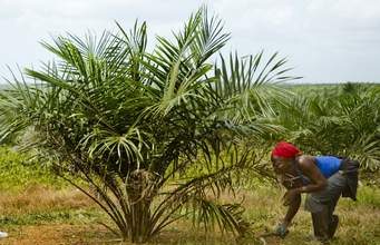 Amid economic hardship, Sime Darby layoffs 300 employees