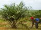 Amid economic hardship, Sime Darby layoffs 300 employees