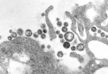 Liberia Declares Lassa fever outbreak