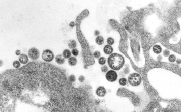 Liberia Declares Lassa fever outbreak