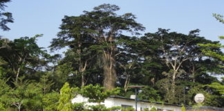 Liberia: CARI in dying need of Government Support