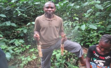 Infamous Elephant Killer Gets One Year Sentence