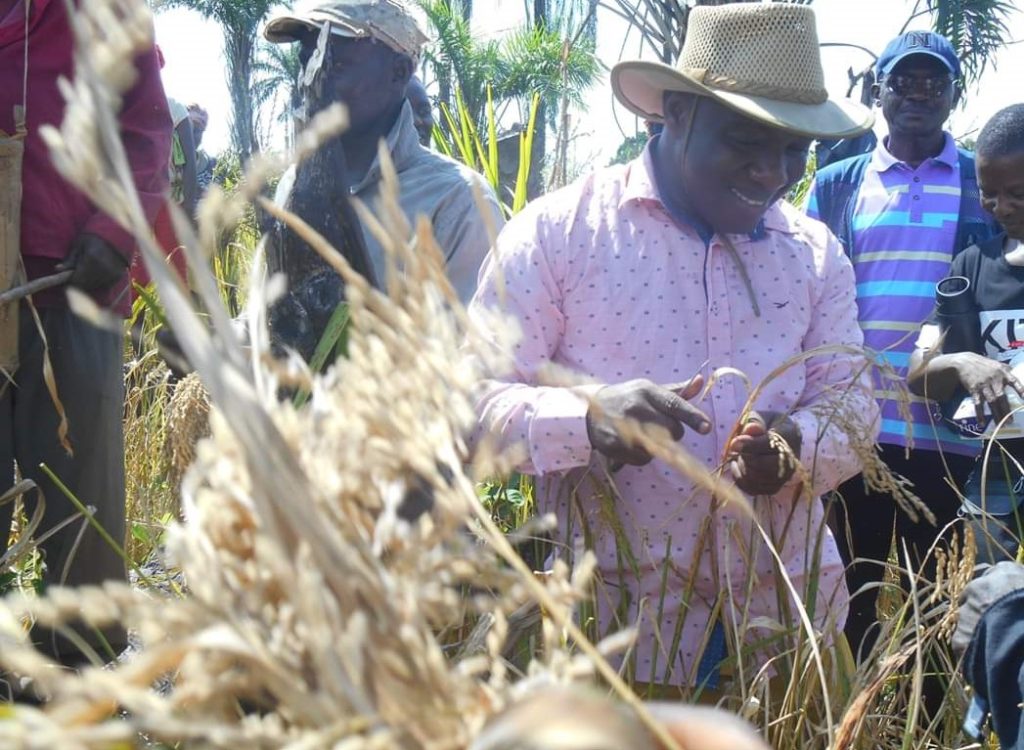 Liberia Bong Lawmaker Begins Rice Production for Local market