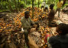 Liberian cocoa farmers undergo training in cocoa value chain development