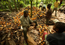 Liberia Introduces New Cocoa Trade Standards to Boost Transparency and Farmer Earnings