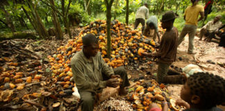 Liberia Introduces New Cocoa Trade Standards to Boost Transparency and Farmer Earnings
