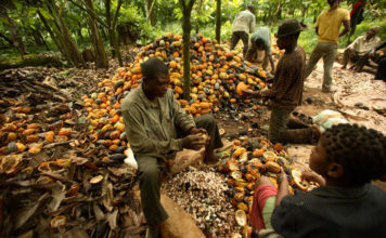 Liberian cocoa farmers undergo training in cocoa value chain development