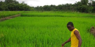 Lofa Supt. Wants citizens return to the soil for more food production