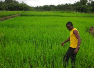 Lofa Supt. Wants citizens return to the soil for more food production