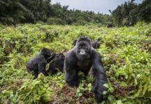 Uganda: Four rare mountain gorillas ‘die in lightning strike’