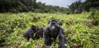 Uganda: Four rare mountain gorillas ‘die in  lightning strike’