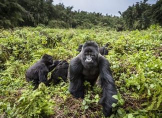 Uganda: Four rare mountain gorillas ‘die in lightning strike’