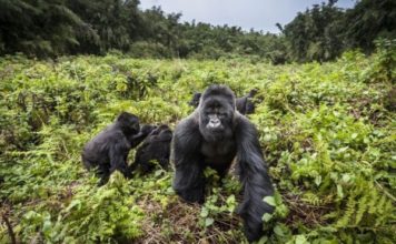 Uganda: Four rare mountain gorillas ‘die in lightning strike’