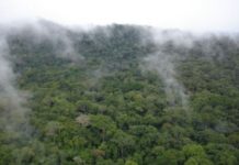 Liberia and Sierra Leone Reaffirm Commitment for the Conservation and Shared Management of Gola Forest Forest Forum