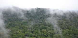 President Weah pushes  Operationalize Carbon Market in Africa as Liberia host biggest climate change forum Forest Forum