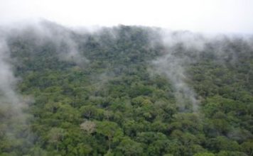 Liberia and Sierra Leone Reaffirm Commitment for the Conservation and Shared Management of Gola Forest Forest Forum