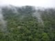 Liberia hosts High-level forest and Climate Resilience forum Forest Forum