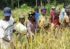Nimba tops Agriculture sector, LISGIS Census Reveals