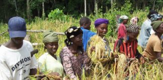 Several farmers in Nimba benefit tools from local development group