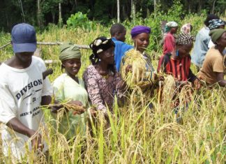 Several farmers in Nimba benefit tools from local development group
